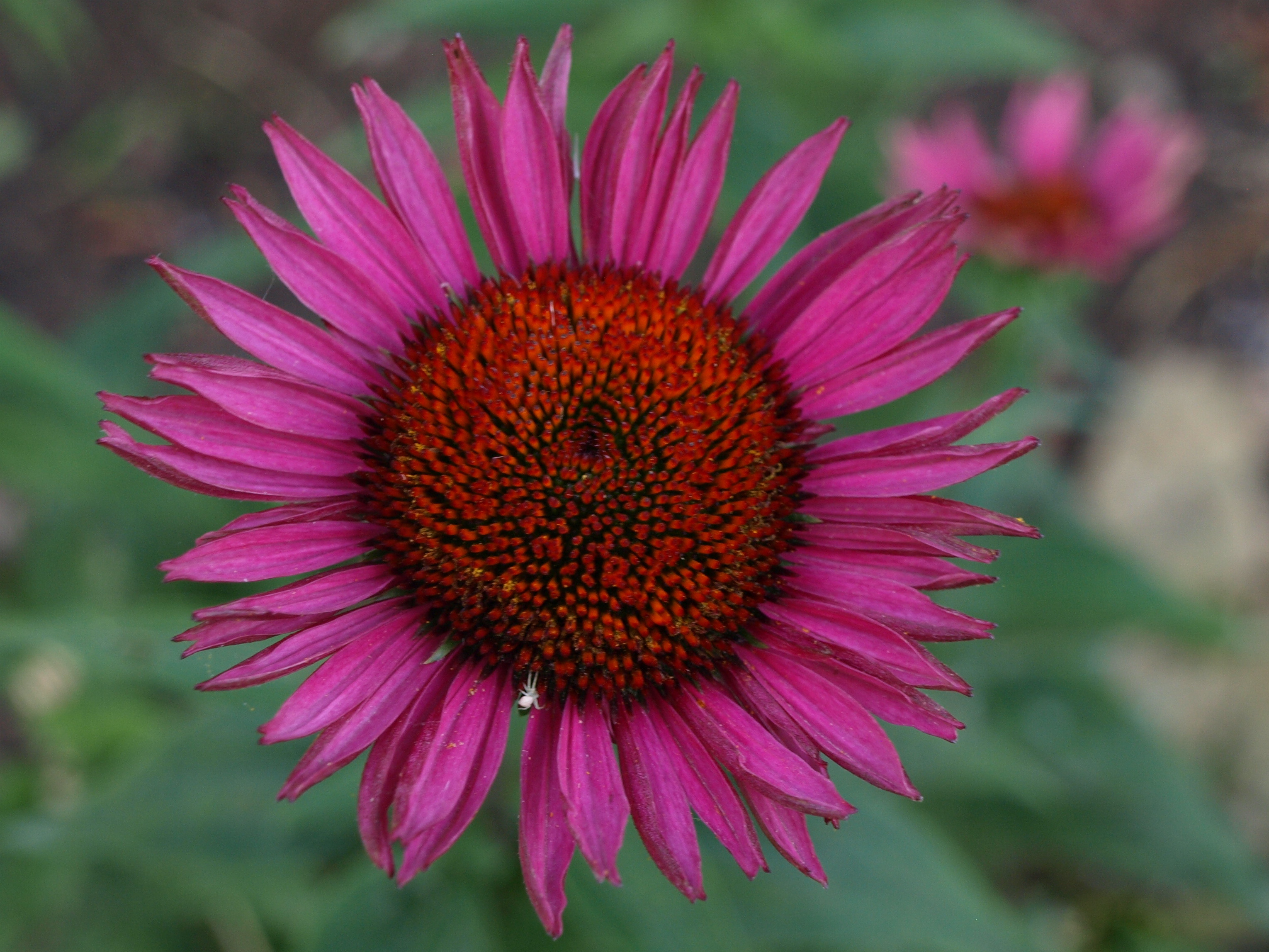 Passion Vivaces Echinacea Vintage Wine plante vivace godet lie-de-vin