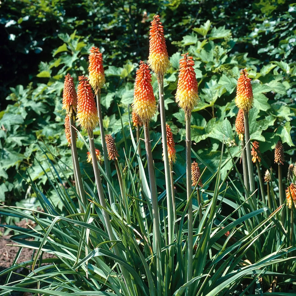 Bakker Tritomas Kniphofia vivace paquet 5 racines floraison bicolore