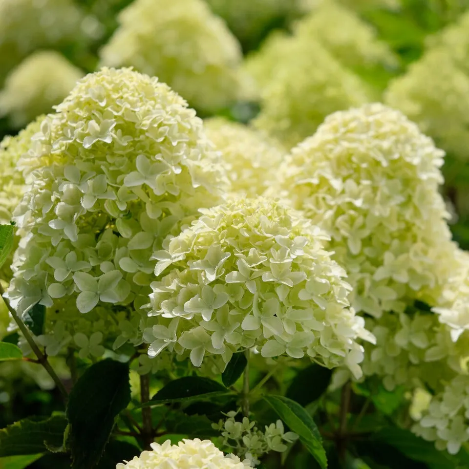 Bakker Hortensia Whitelight panicule pot 12cm blanc