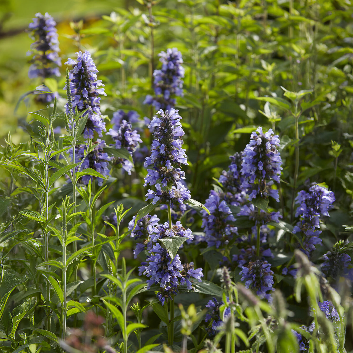 Bakker Kubanica nepeta vivace violette pot Ø9cm