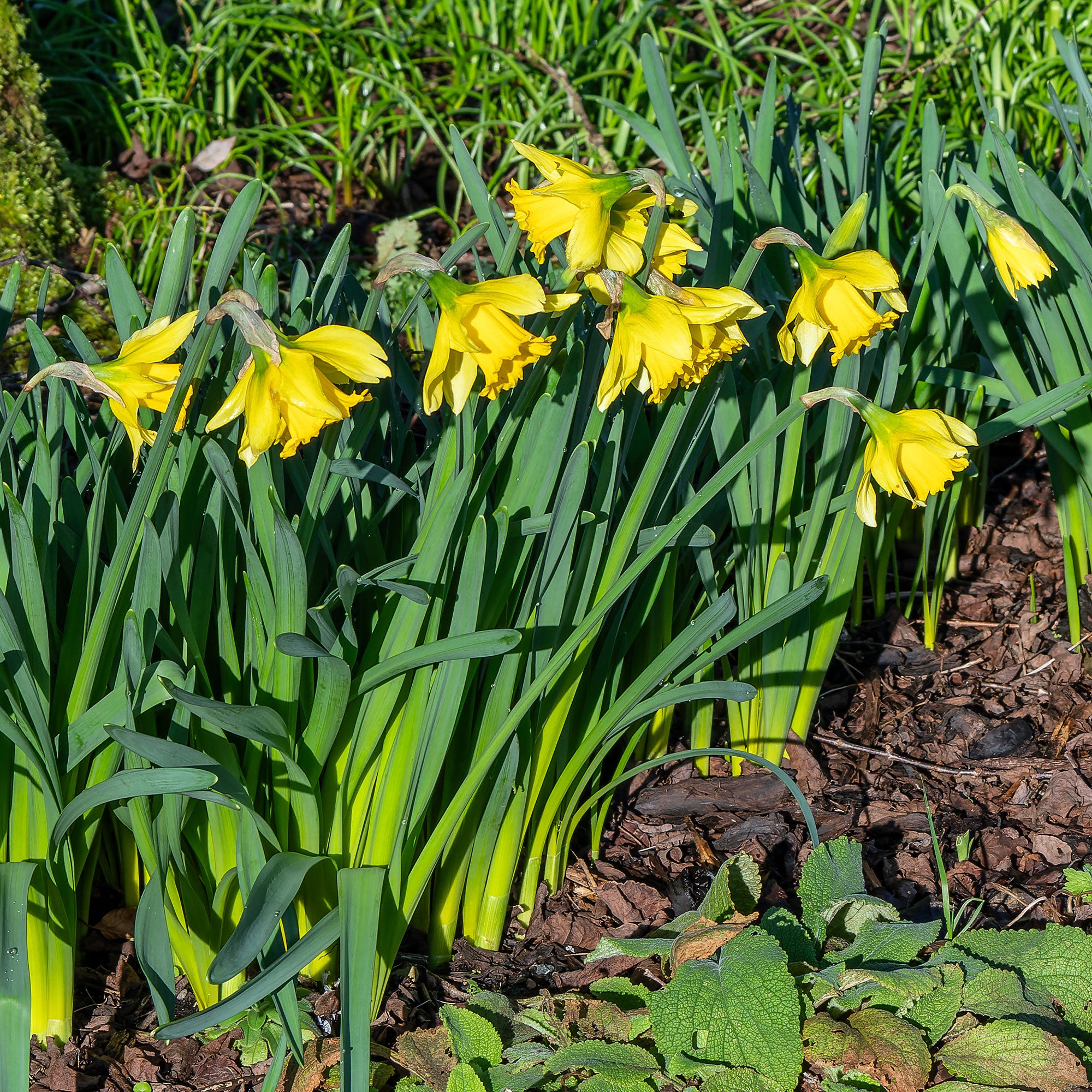 Bakker Narcisses Rijnveld Early Sensation 10 bulbes jaune