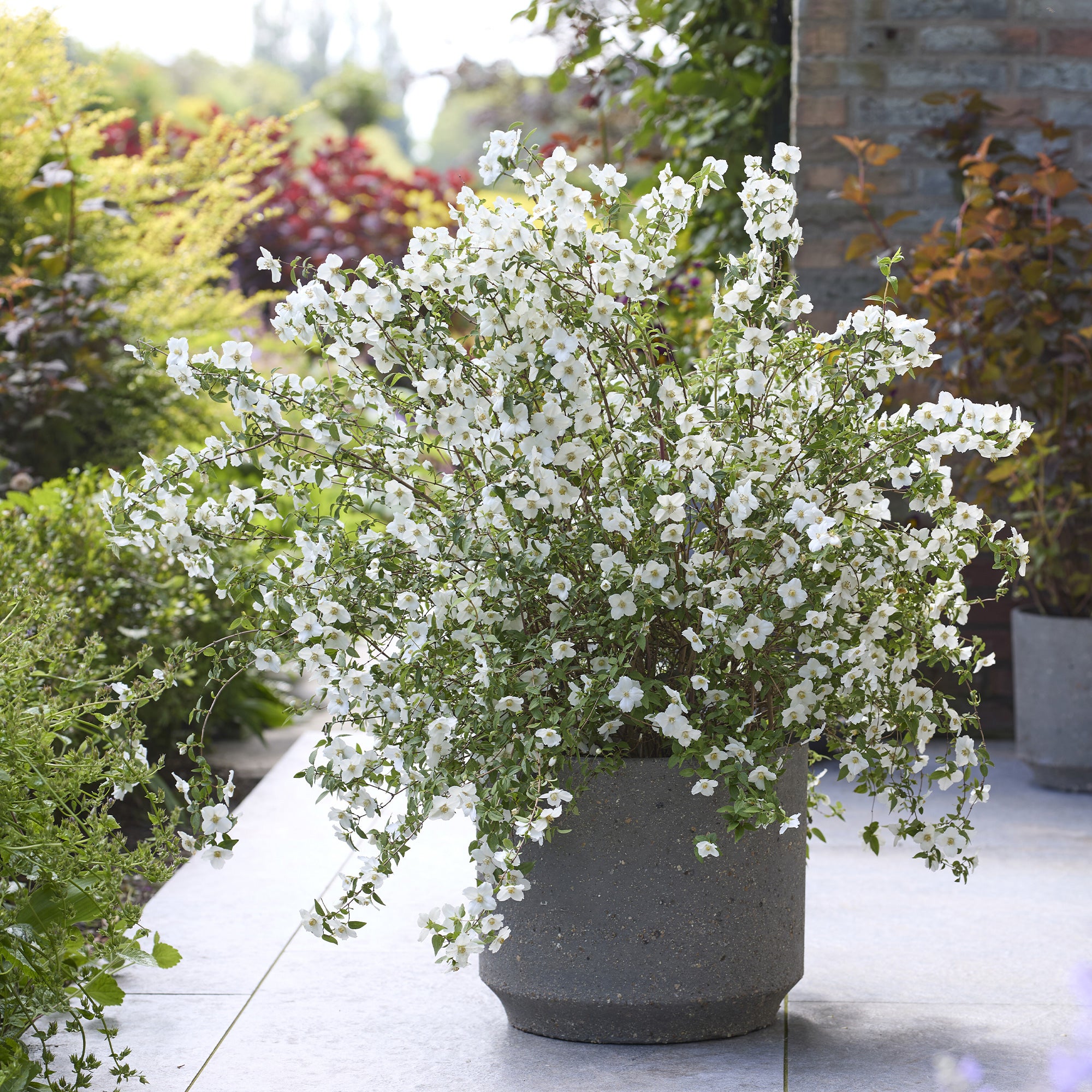 Bakker Arbustes Seringat Petite Perfume White pot Ø 9cm blanc