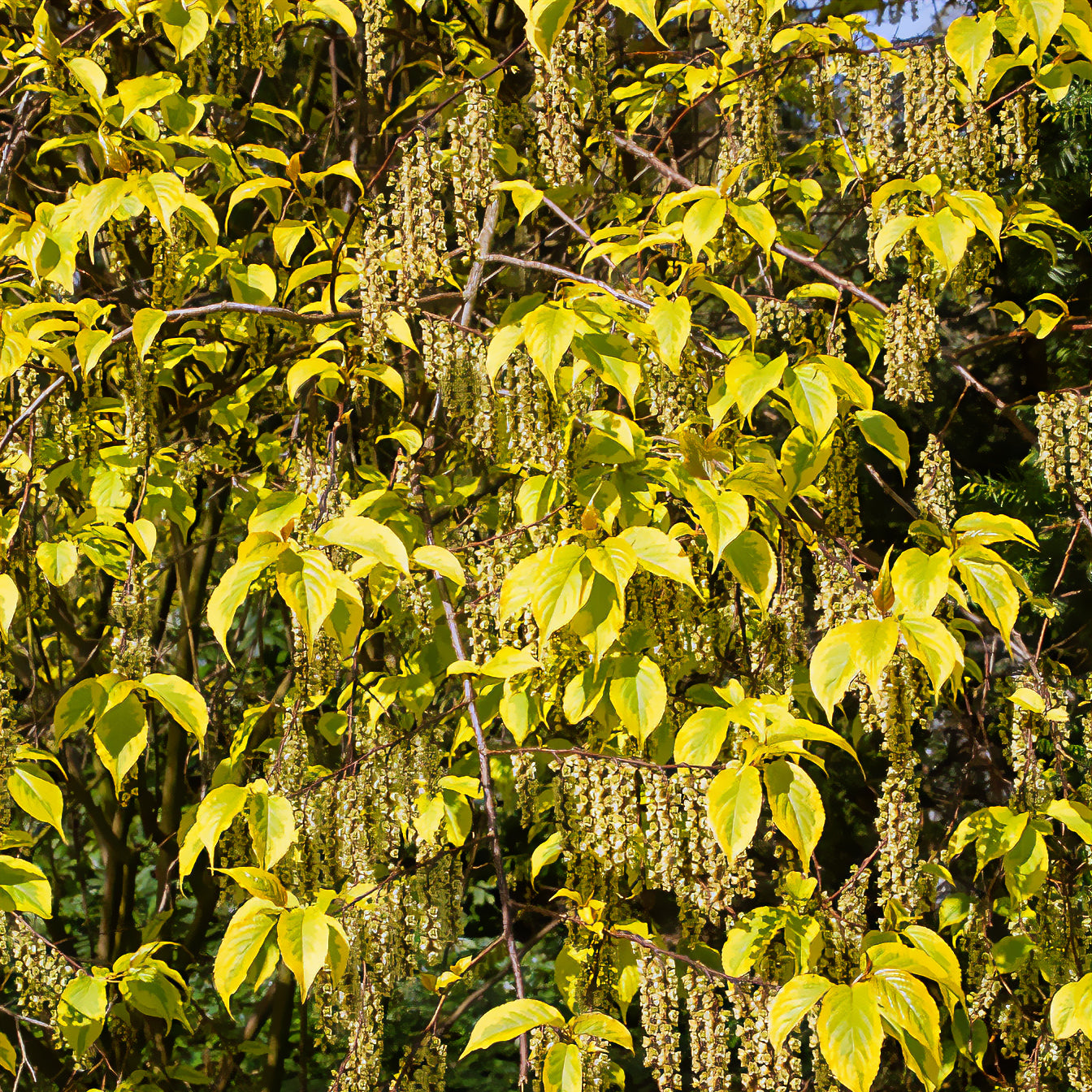 Bakker Terrasse Stachyurus Joy Forever pot 3L crème hiver