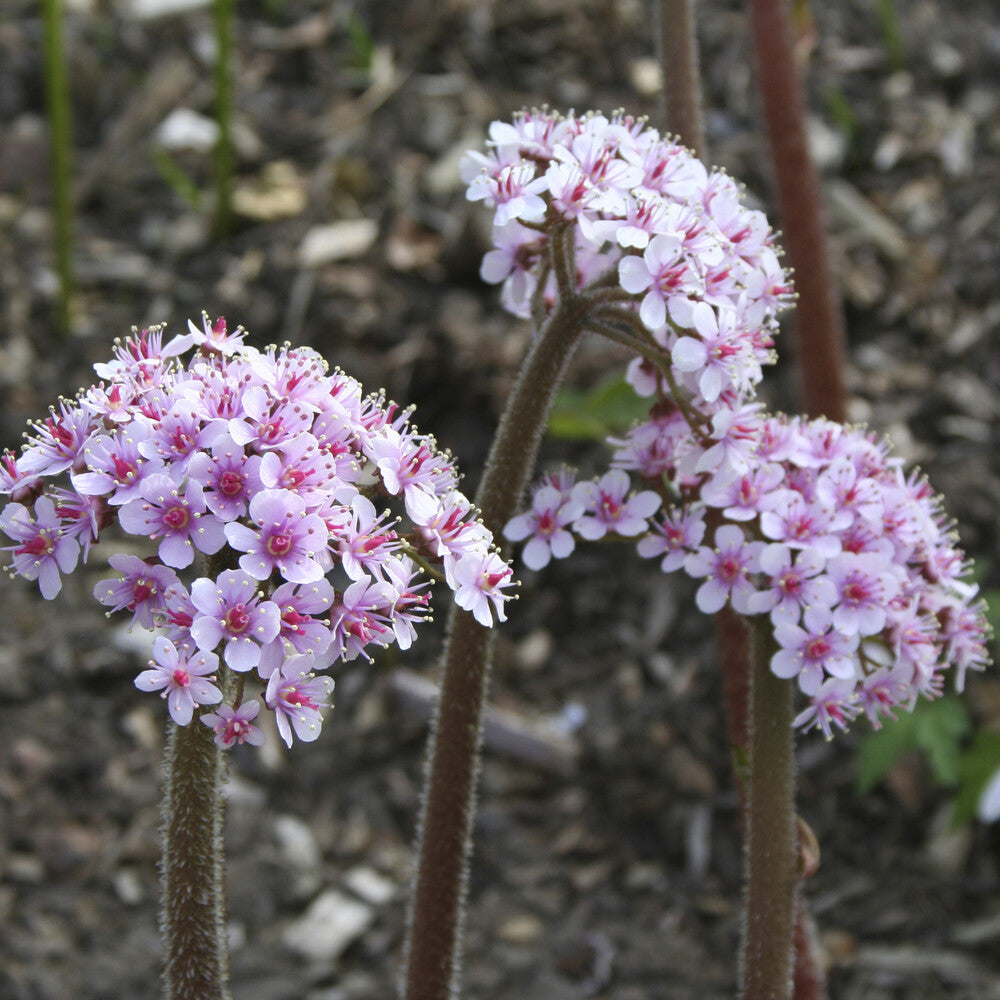 Bakker Vivaces Saxifrage pelté vivace pot 9cm