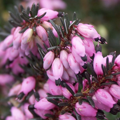 Bakker Lucie bruyère d'hiver plante pot 1L rose