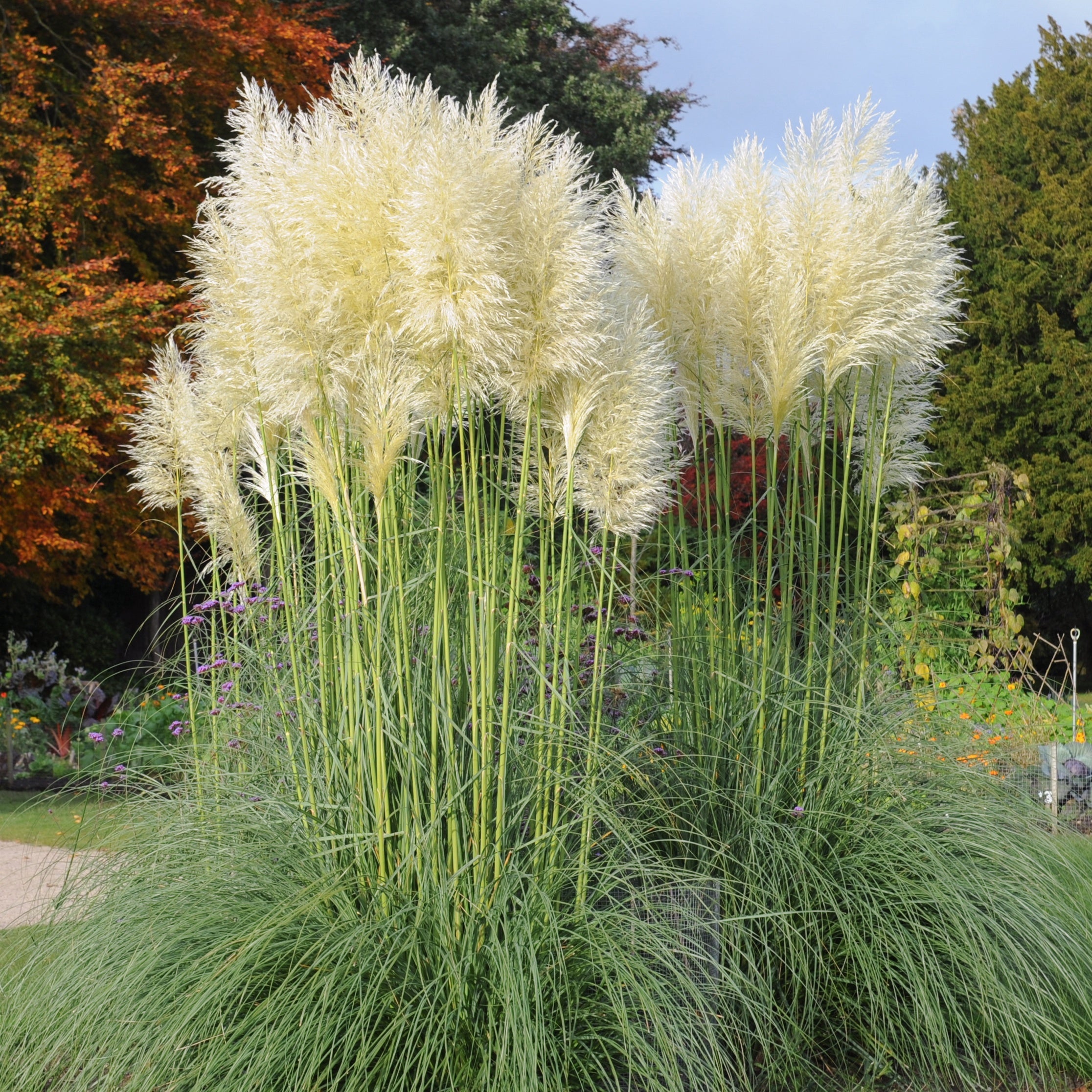 Bakker Herbe de la pampa blanche graminée pot Ø 9cm plumeaux blancs