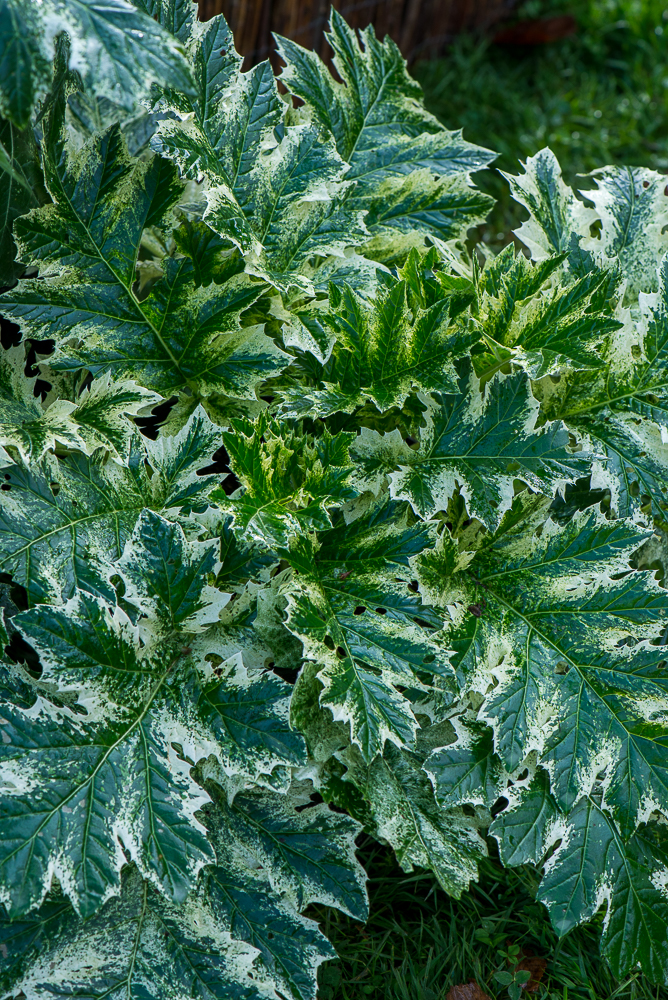 Passion Vivaces Acanthus Whitewater acanthe vivace feuillage