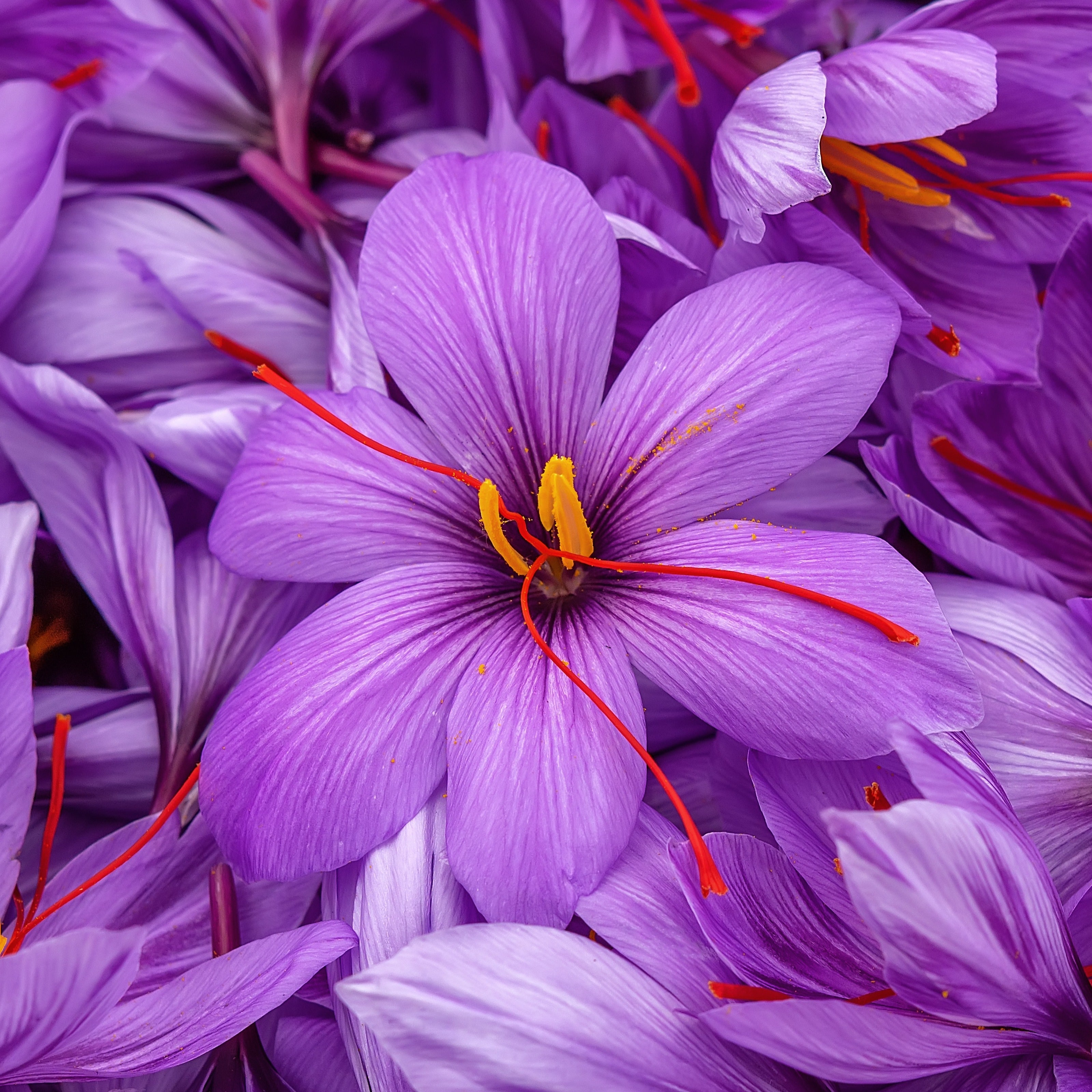 Bakker Crocus safran 10 bulbes violet automne
