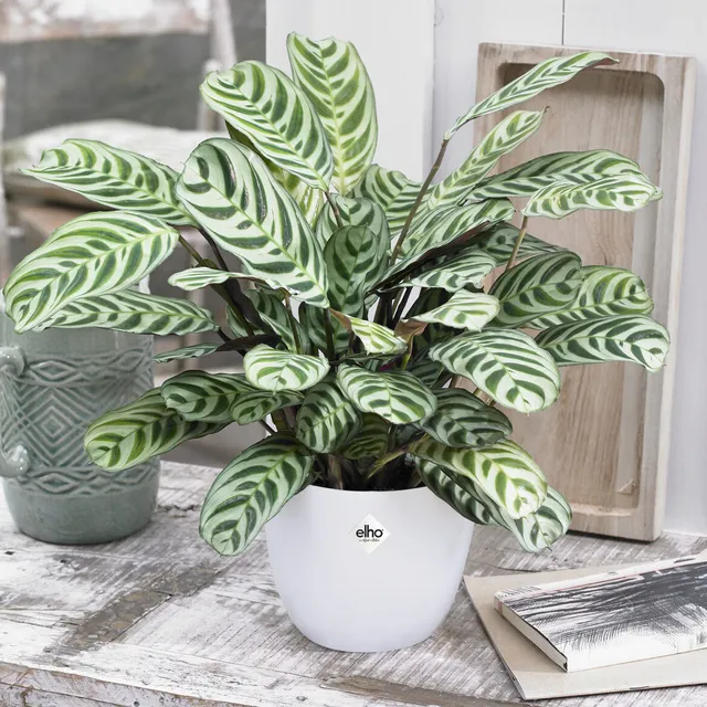 Bakker Dormeuse cache-pot blanc 14 cm plante d'intérieur lot 2