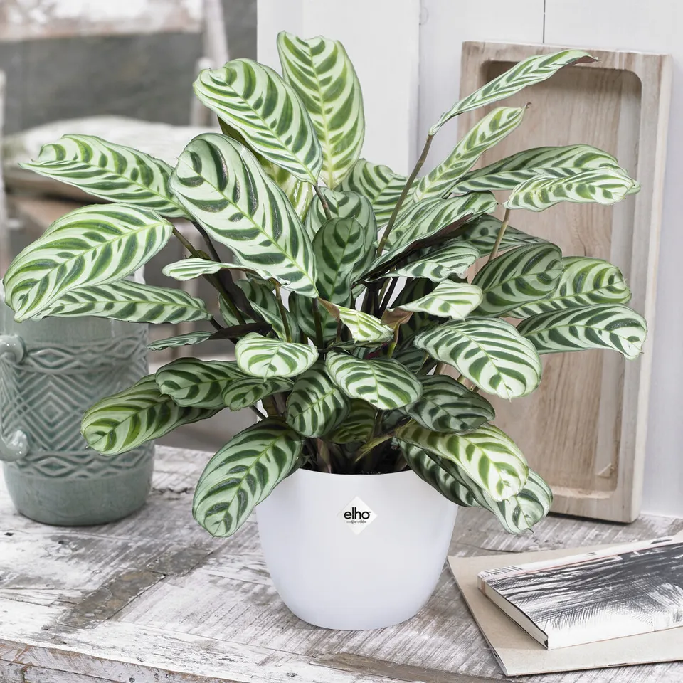 Bakker Dormeuse cache-pot blanc 14 cm plante d'intérieur lot 2