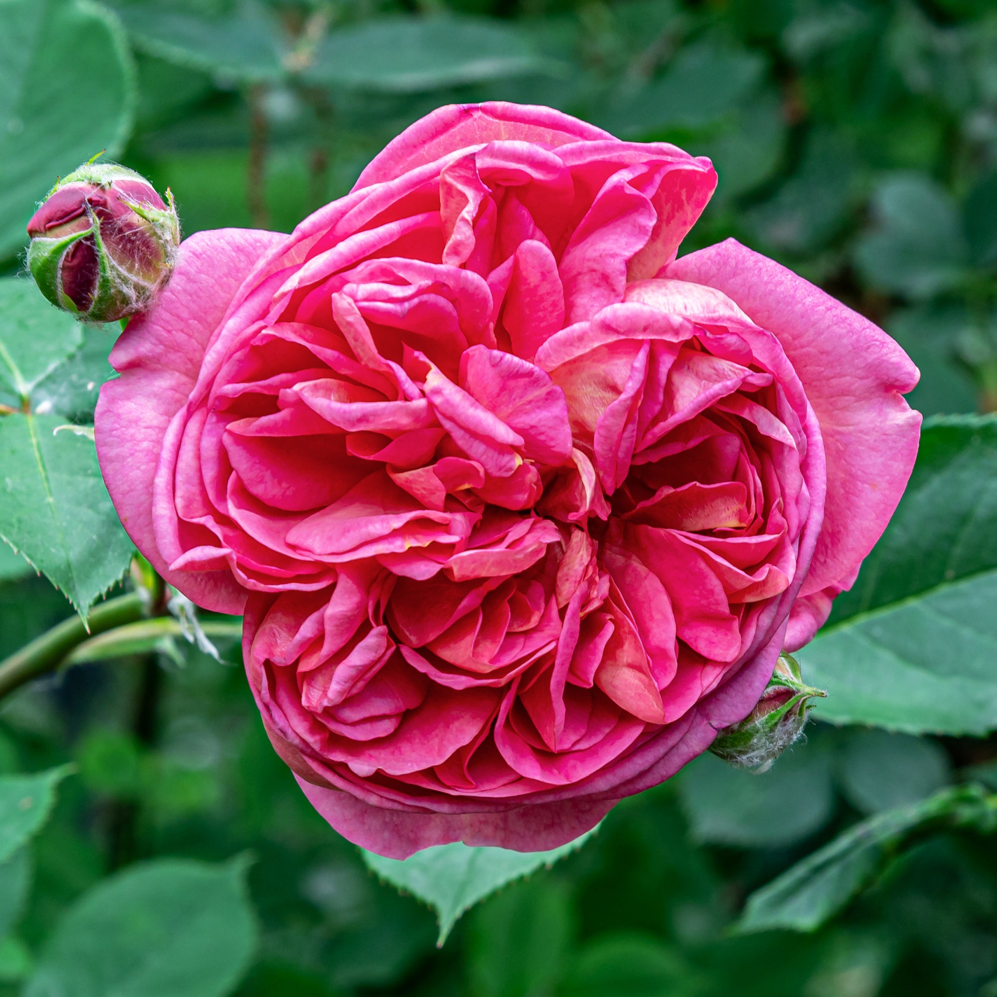 Bakker Rosier Bourbon Mme Isaac Pereire rose pot 4L
