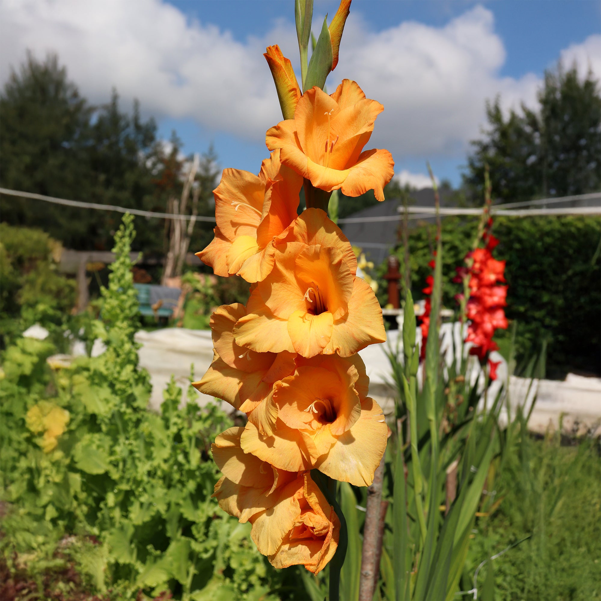 Bakker Bulbes à fleurs Glaïeuls Cornelli 15 bulbes orange