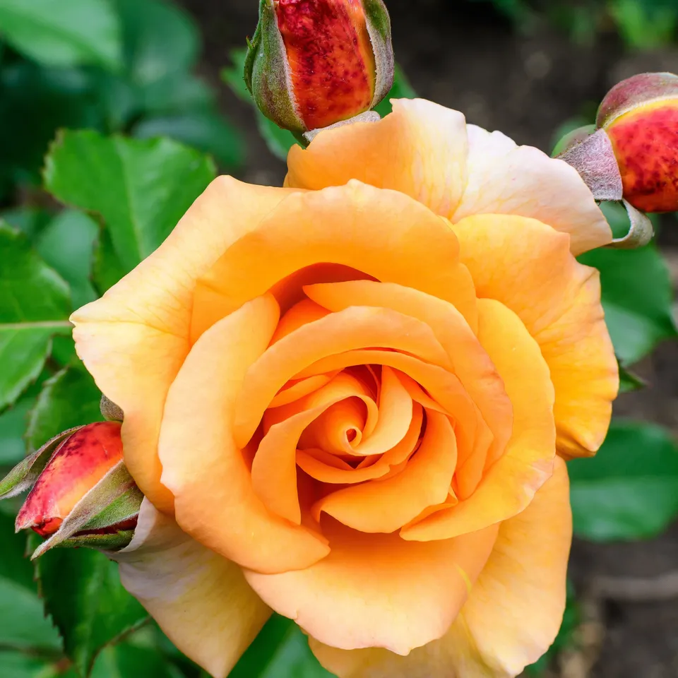Bakker Rosiers Rosier grimpant orange racine nue orange
