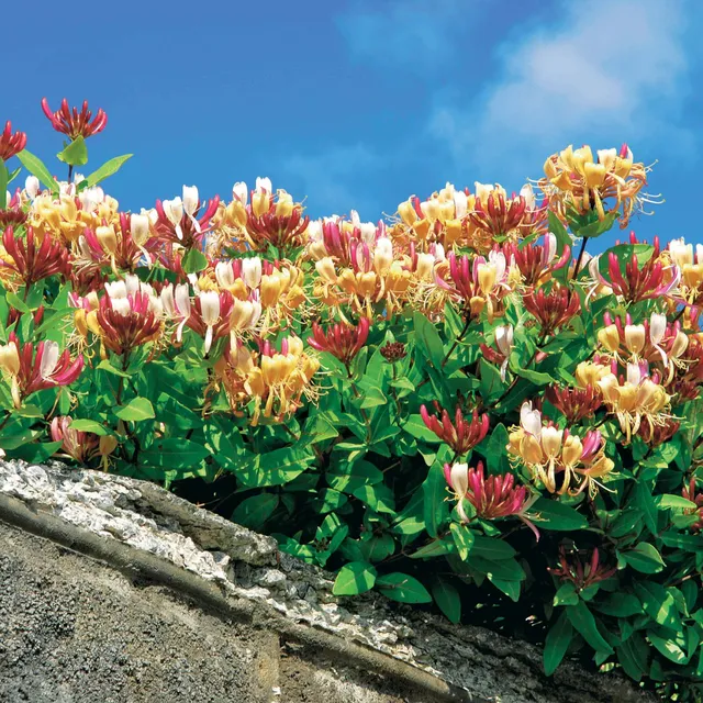 Bakker Chèvrefeuille Serotina plante grimpante 2L 40-50cm