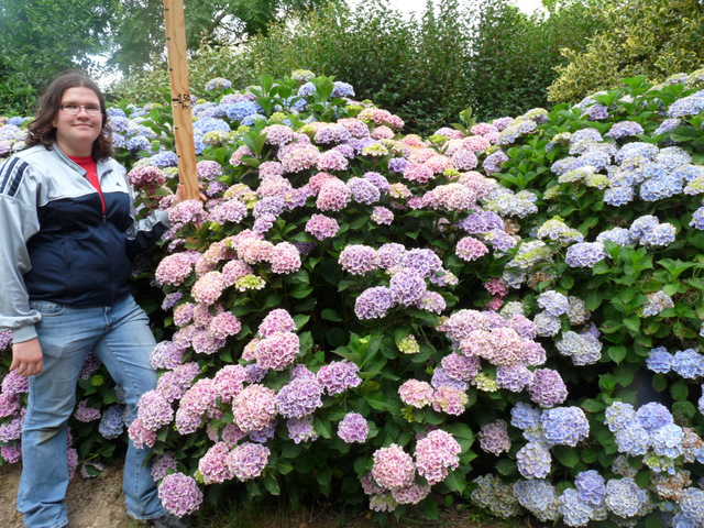 Les Hortensias du Haut Bois Lady Fujiyo hortensia fleurs rondes rose