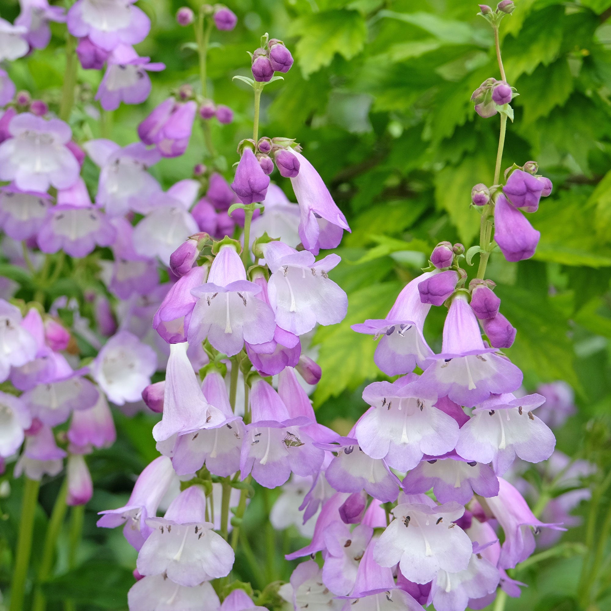 Bakker Galane Alice Hindley penstemon pot Ø 9cm mauve