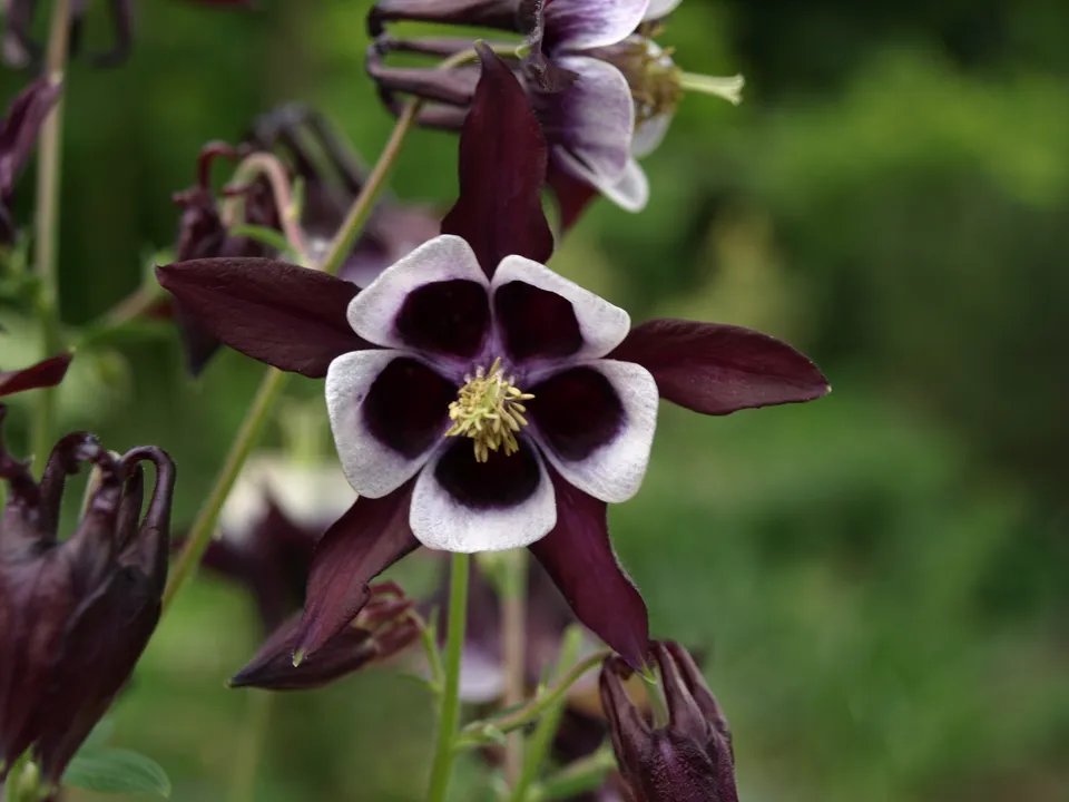 Passion Vivaces Aquilegia William Guiness ancolie bicolore pot 1L