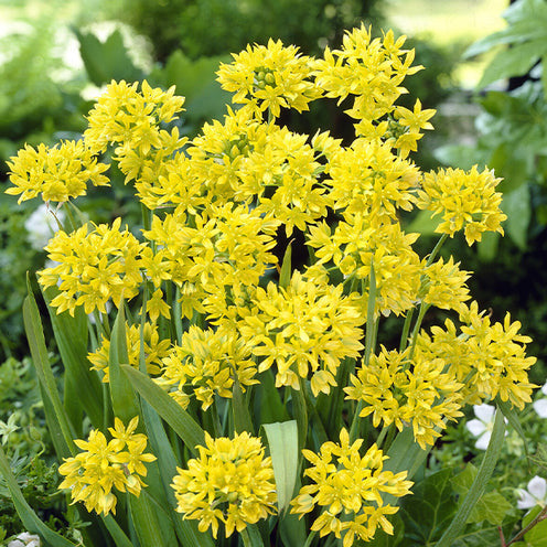 Bakker 6 Mois de Fleurs bulbes à fleurs sachet de 100 floraison 6 mois