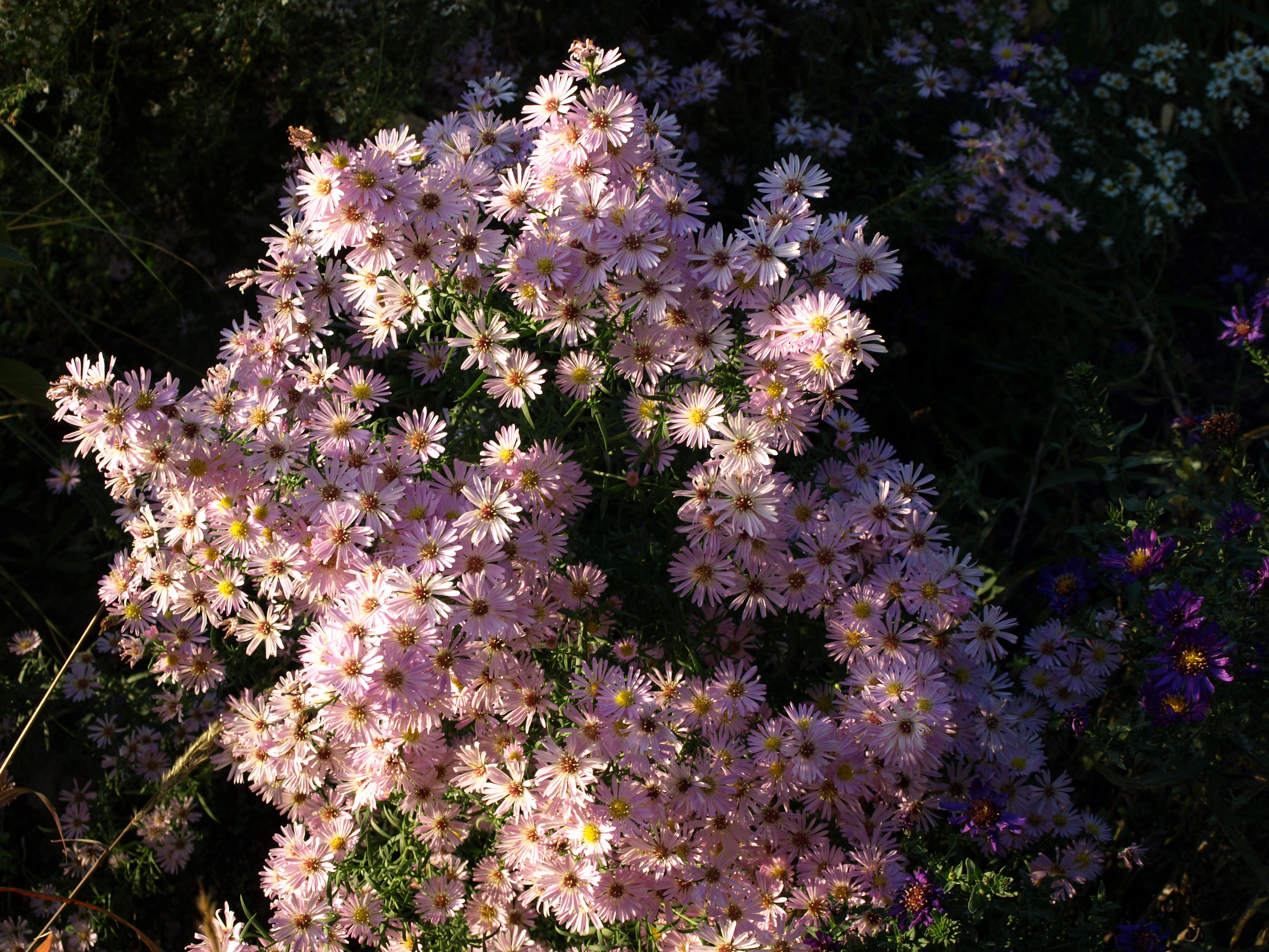 Passion Vivaces Aster Ochtengloren fleur rose godet 5 €
