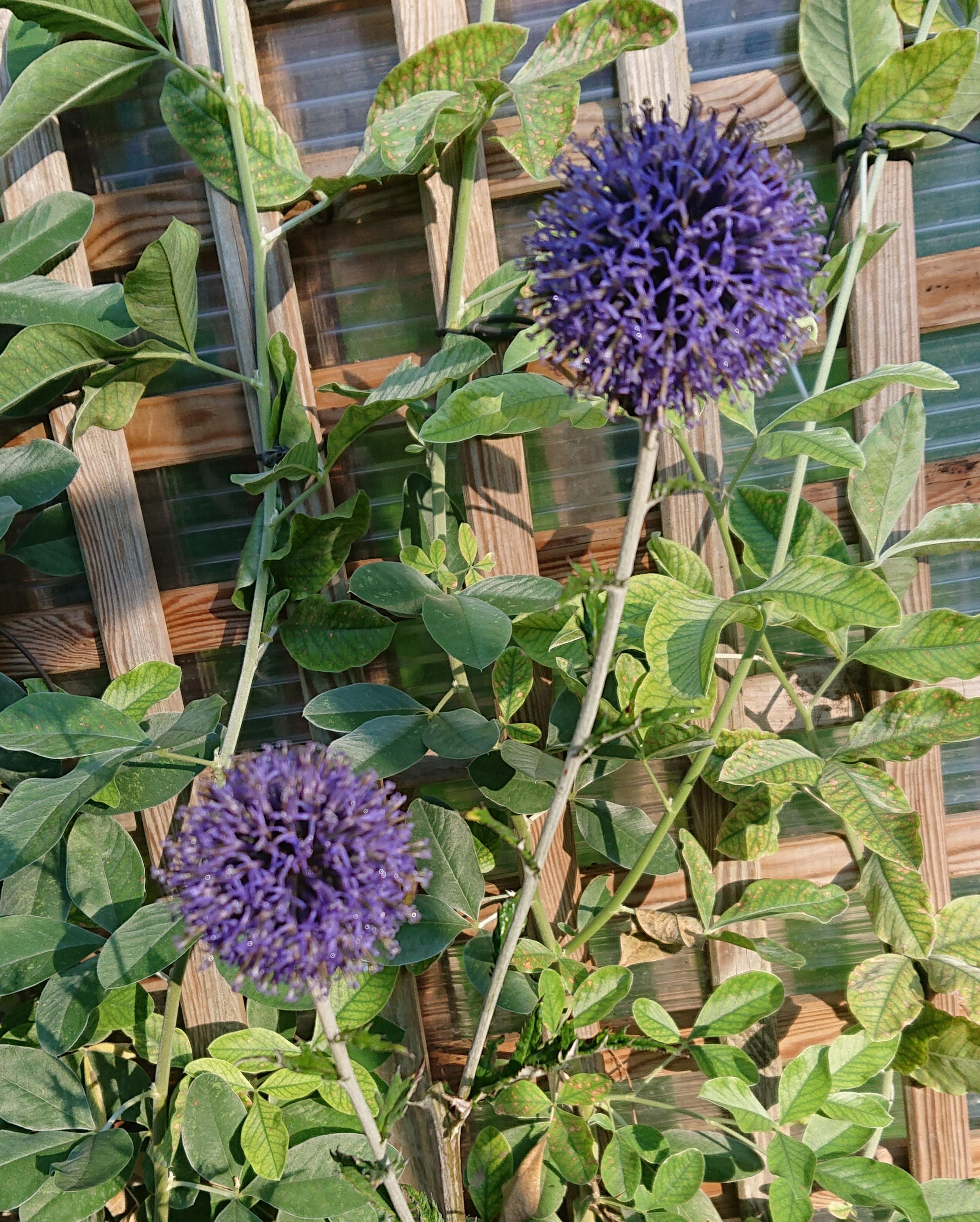 Passion Vivaces Echinops Taplow Blue plante vivace boules bleues