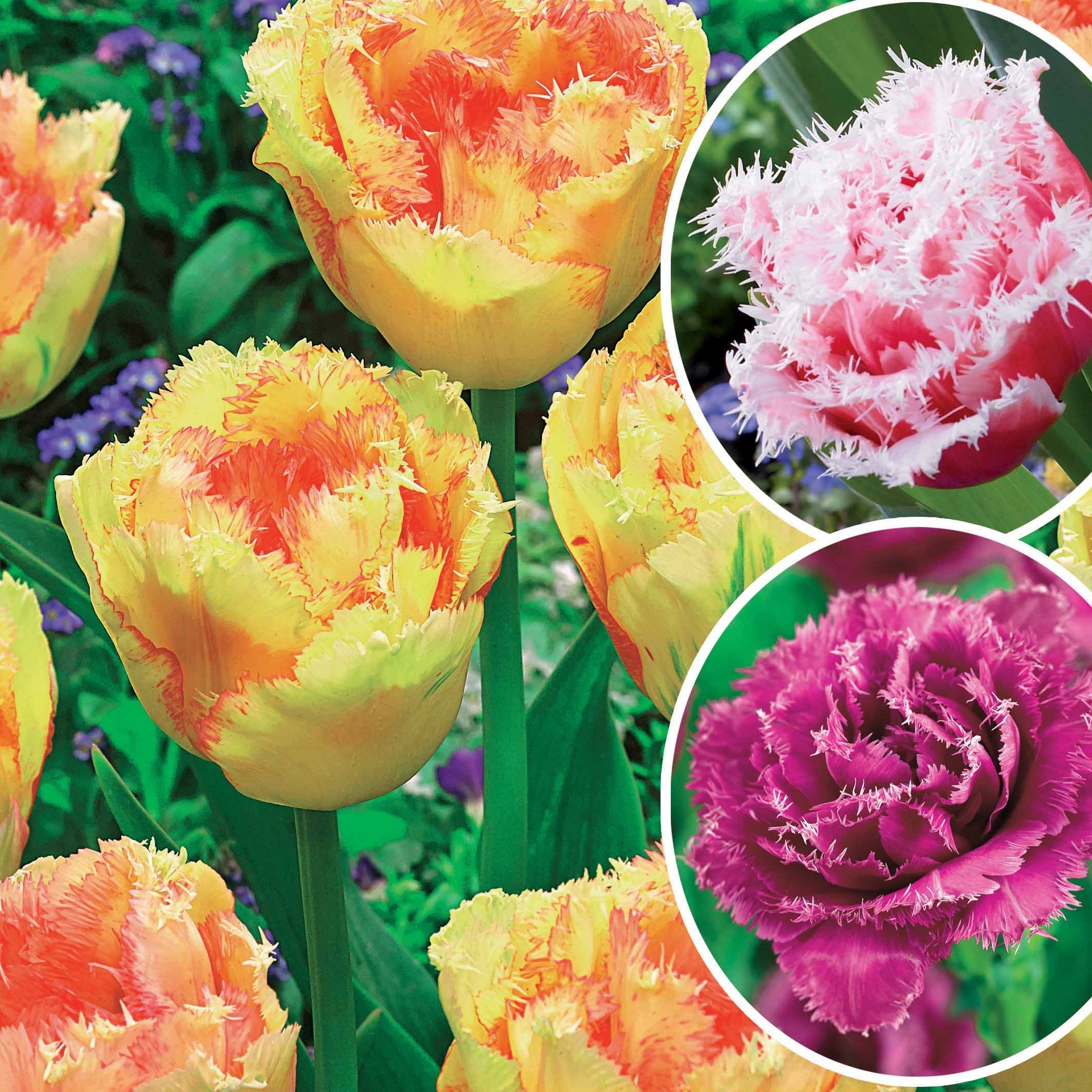 Bakker 15 Tulipes frangées Queensland bulbes multicolore