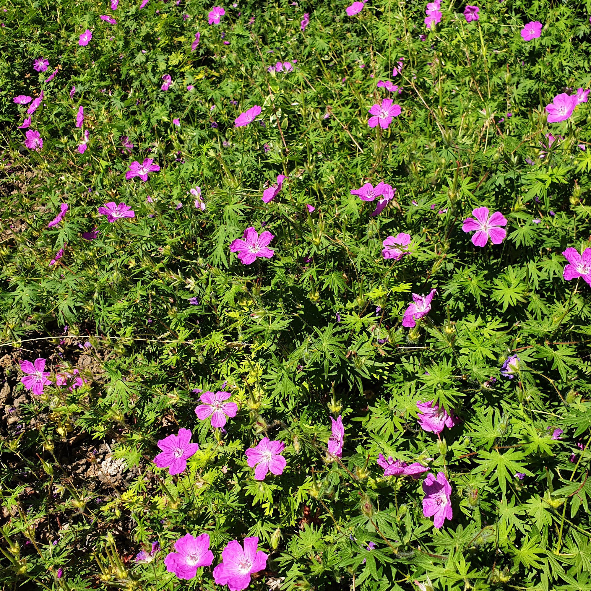 Bakker Géranium des marais plante vivace pot Ø 9cm violet
