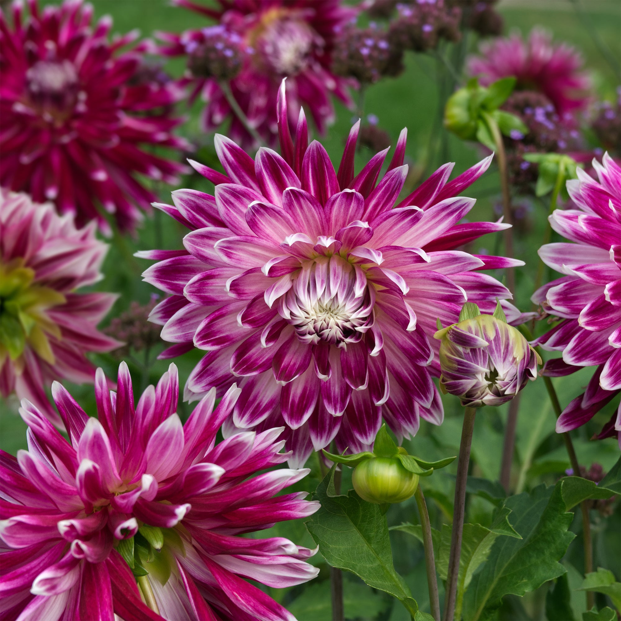 Bakker Bulbes Vancouver dahlia sachet 3 bicolore