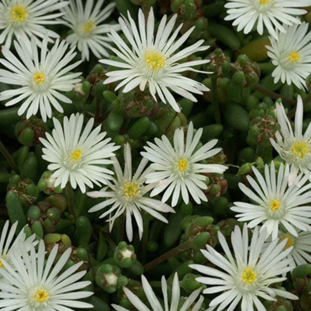 Bakker Graaf Reinet delosperma plante vivace pot 8cm blanc