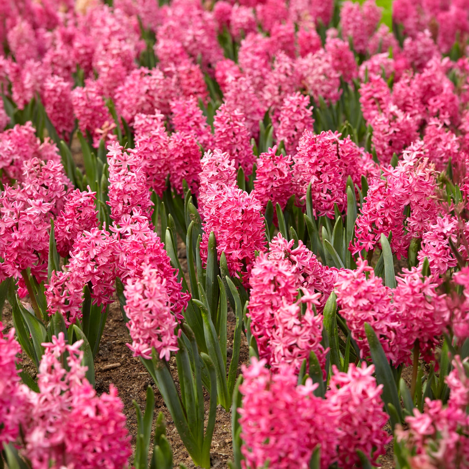 Bakker Bulbes Jacinthes Jan Bos rouge lot 6 bulbes