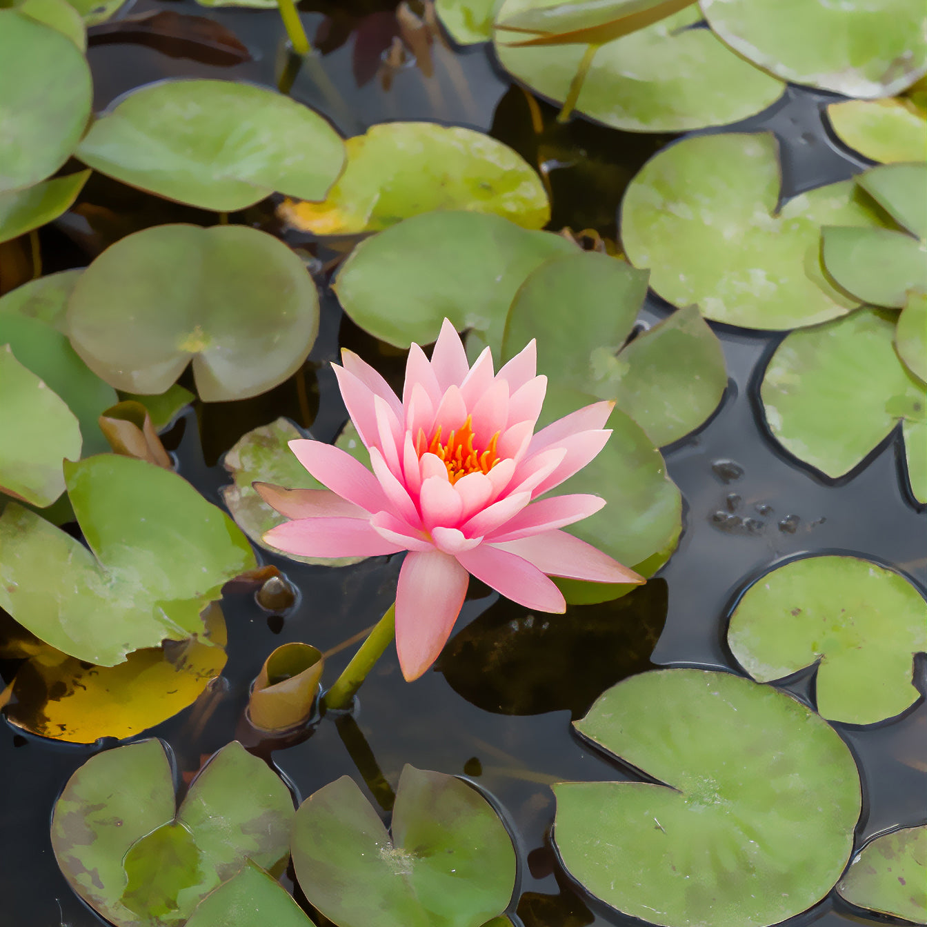 Bakker Plantes de bassin Nénuphar Colorado pot 11cm saumon