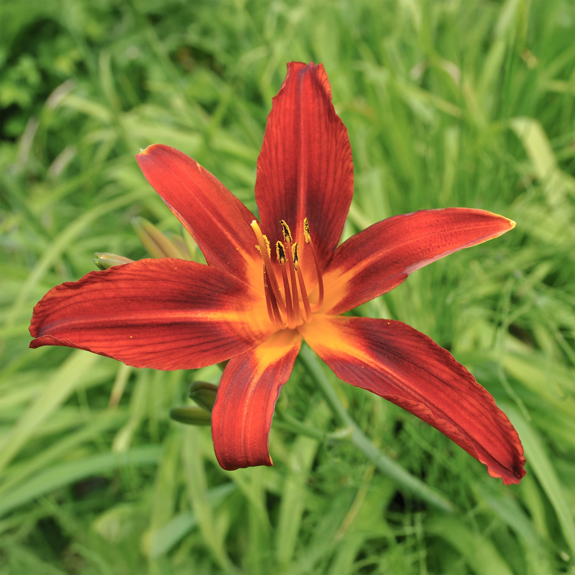 Bakker Hémérocalle Crimson Pirate vivace pot Ø 9cm rouge
