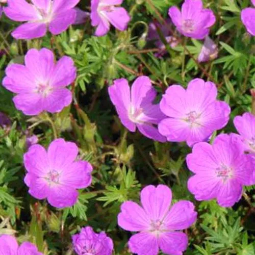 Bakker Plantes vivaces Géranium sanguin Aviemore plante vivace pot 9cm rose