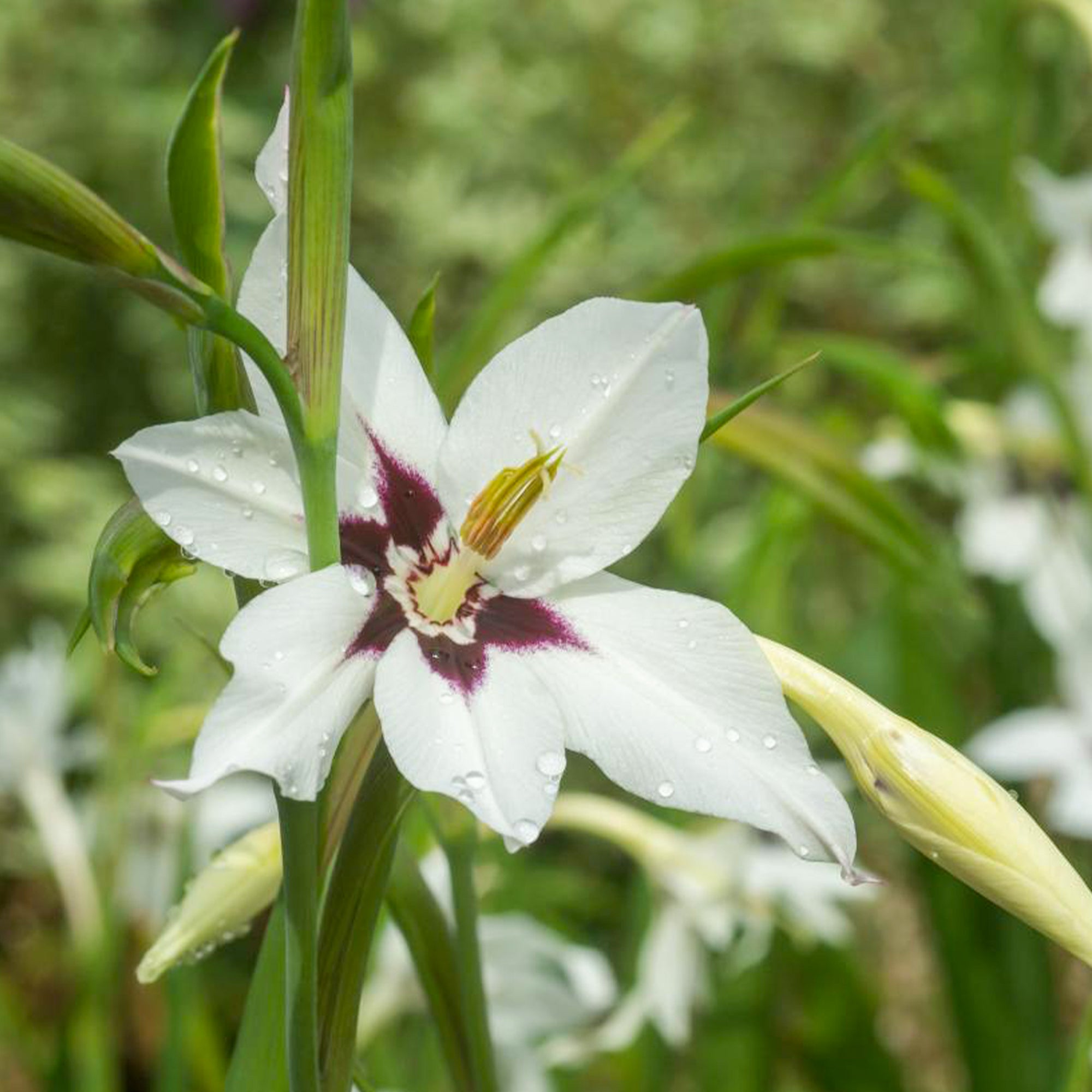 Bakker Glaïeuls d'Abyssinie 30 bulbes 8-9 cm blanc parfumé
