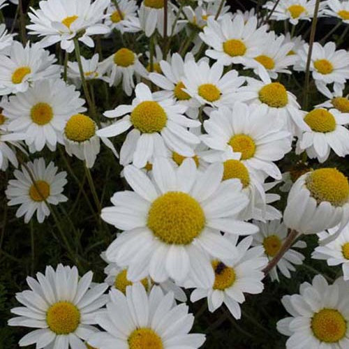 Bakker Plantes vivaces camomille Karpatenschnee pot Ø9cm blanche