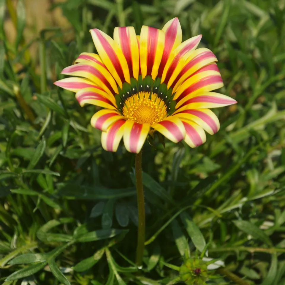 Bakker Gazania Big Kiss Yellow Flame fleur jaune pot Ø10,5cm soleil