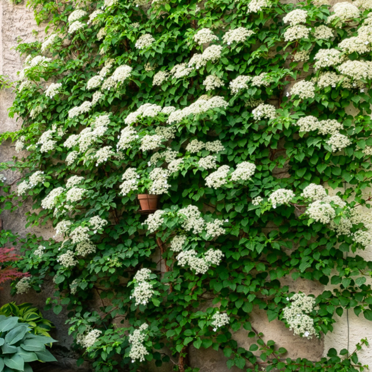 Bakker Trio grimpantes plante jasmin glycine hortensia 3 pots