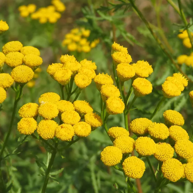 Bakker Plantes vivaces Tanaisie commune plante vivace pot 9cm fleurs jaunes