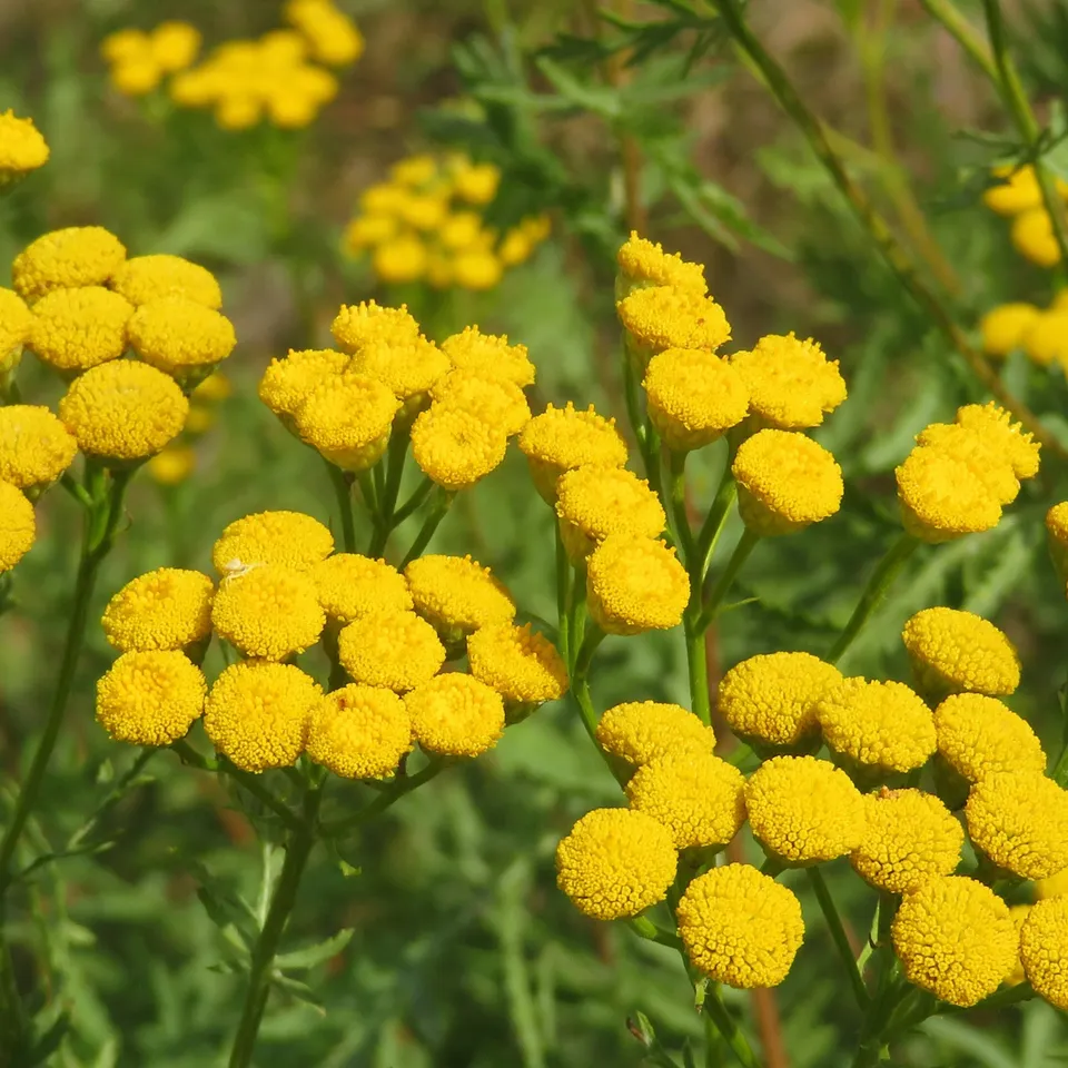 Bakker Plantes vivaces Tanaisie commune plante vivace pot 9cm fleurs jaunes