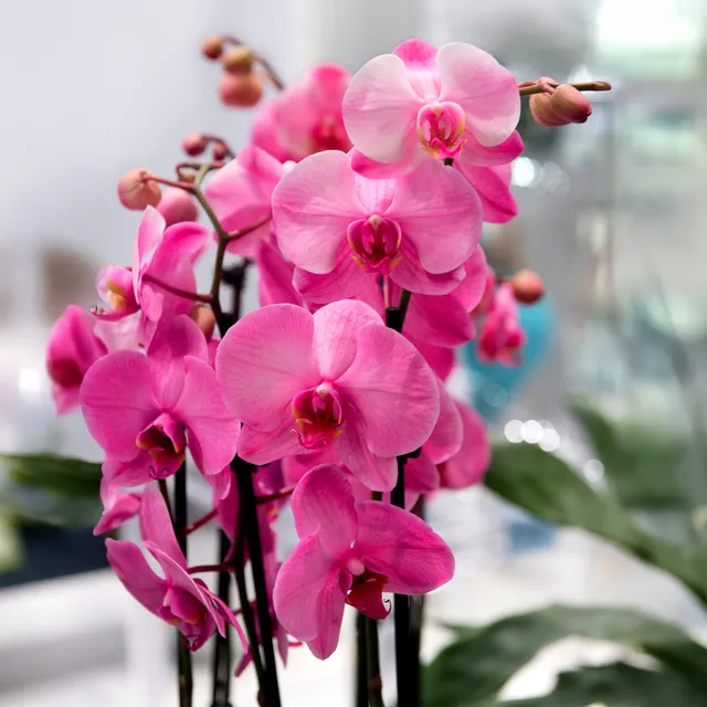 Bakker Orchidée rose Phalaenopsis pot Ø 12cm 40-50cm