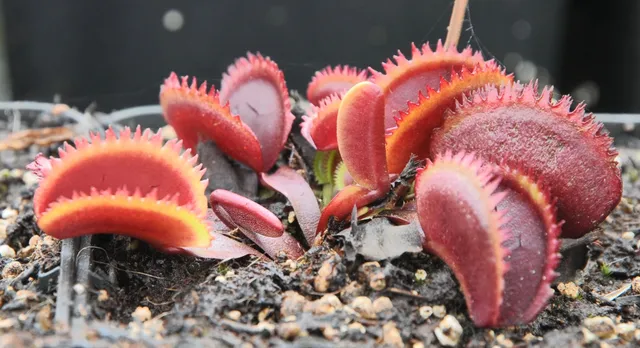 Carniflore Dionée Bohemian Garnet rouge pot adulte