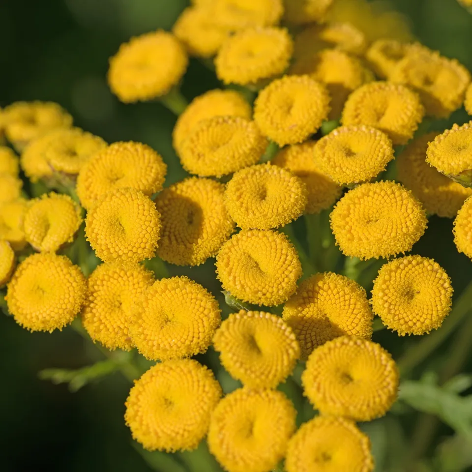 Bakker Tanaisie graine fleur jaune sachet 1g 7000 graines