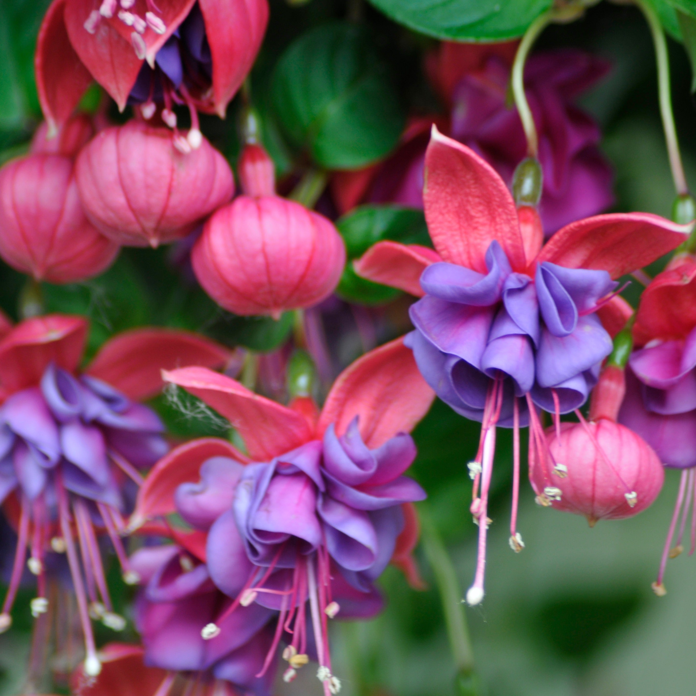 Bakker Dark Eyes fuchsia retombant 3 pots Ø9cm