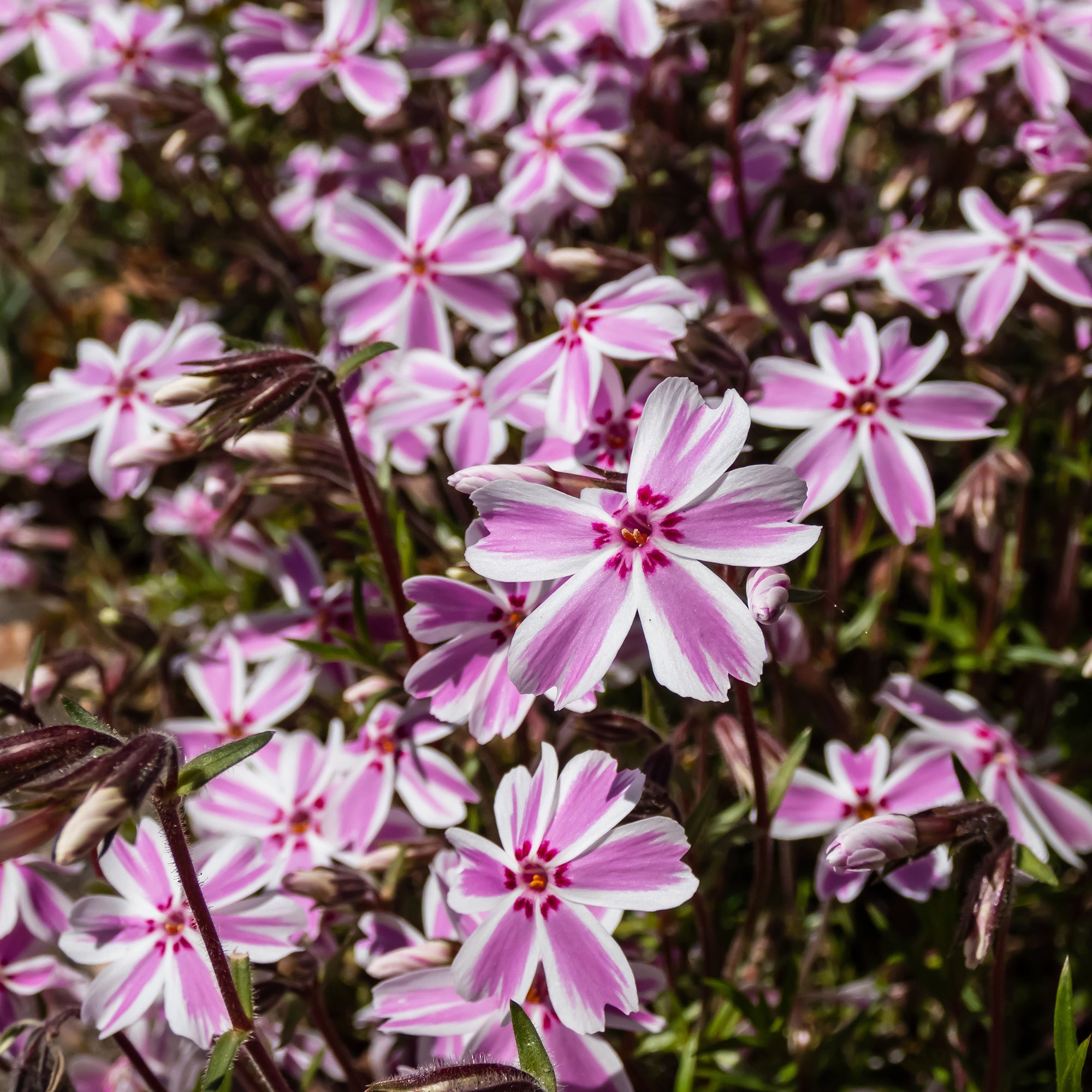 Bakker Phlox mousse Candy Stripes plante vivace pot 9cm bicolore