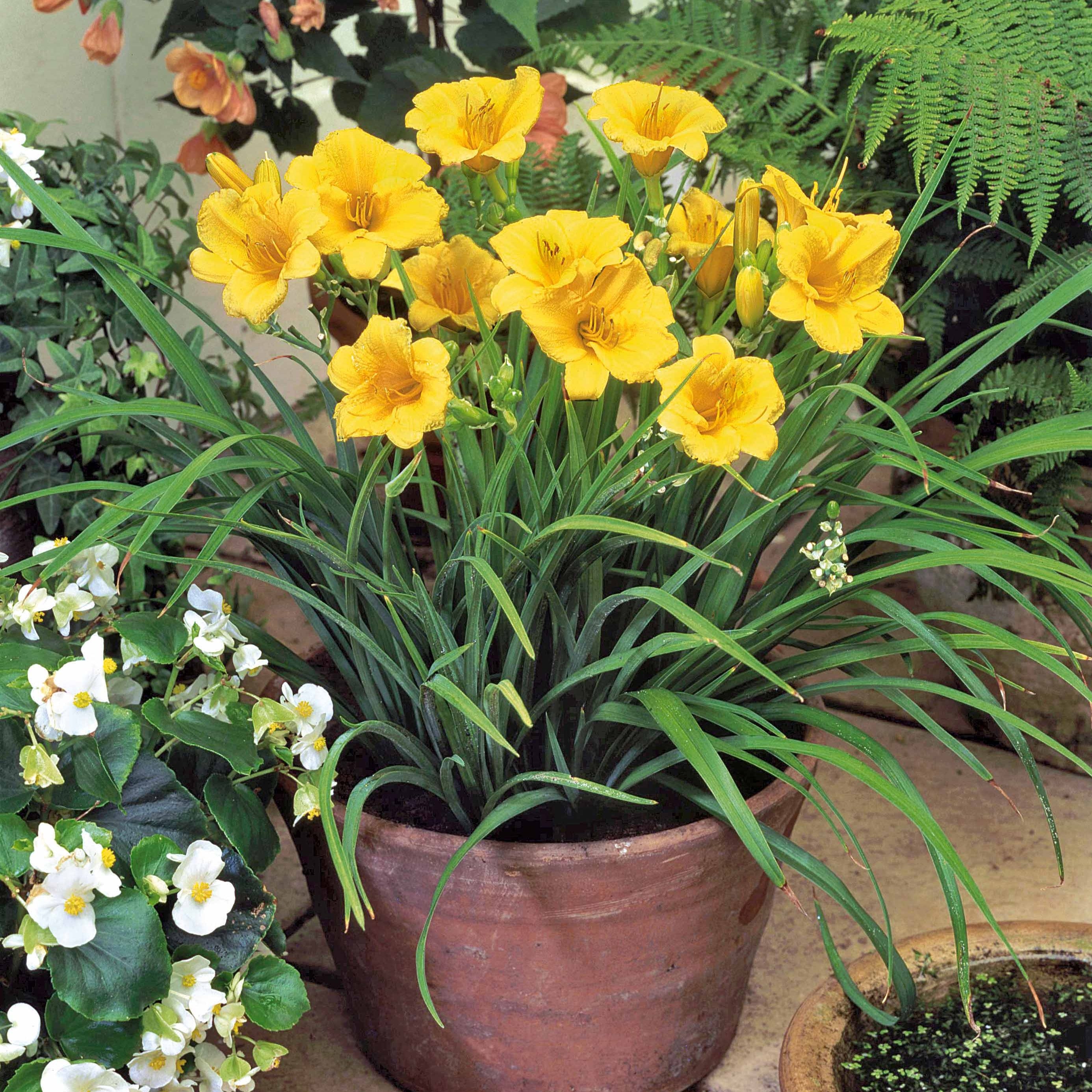 Bakker Hémérocalle Stella de Oro vivace jaune pot Ø 9cm