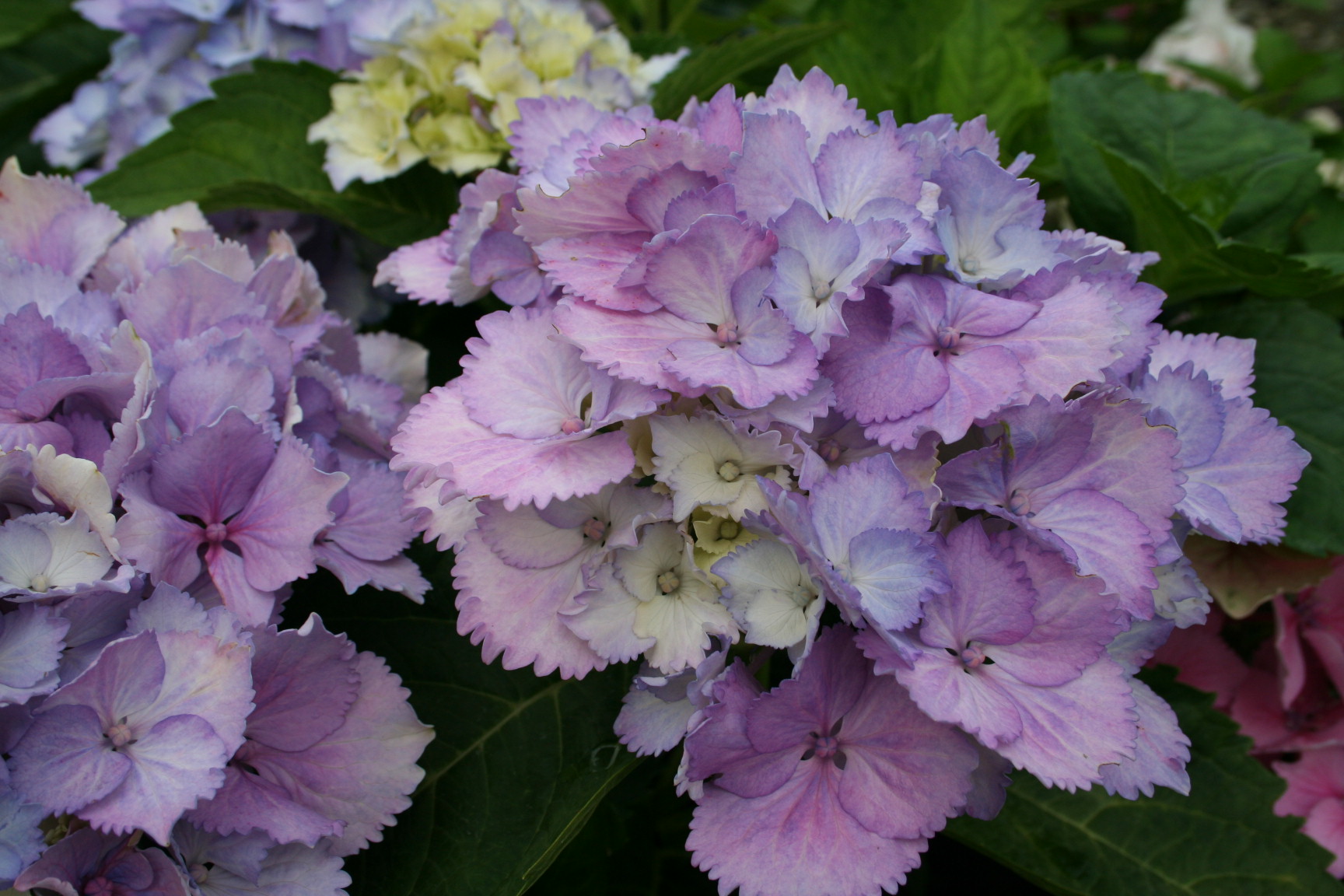 Les Hortensias du Haut Bois Eric Pellerin hortensia macrophylla