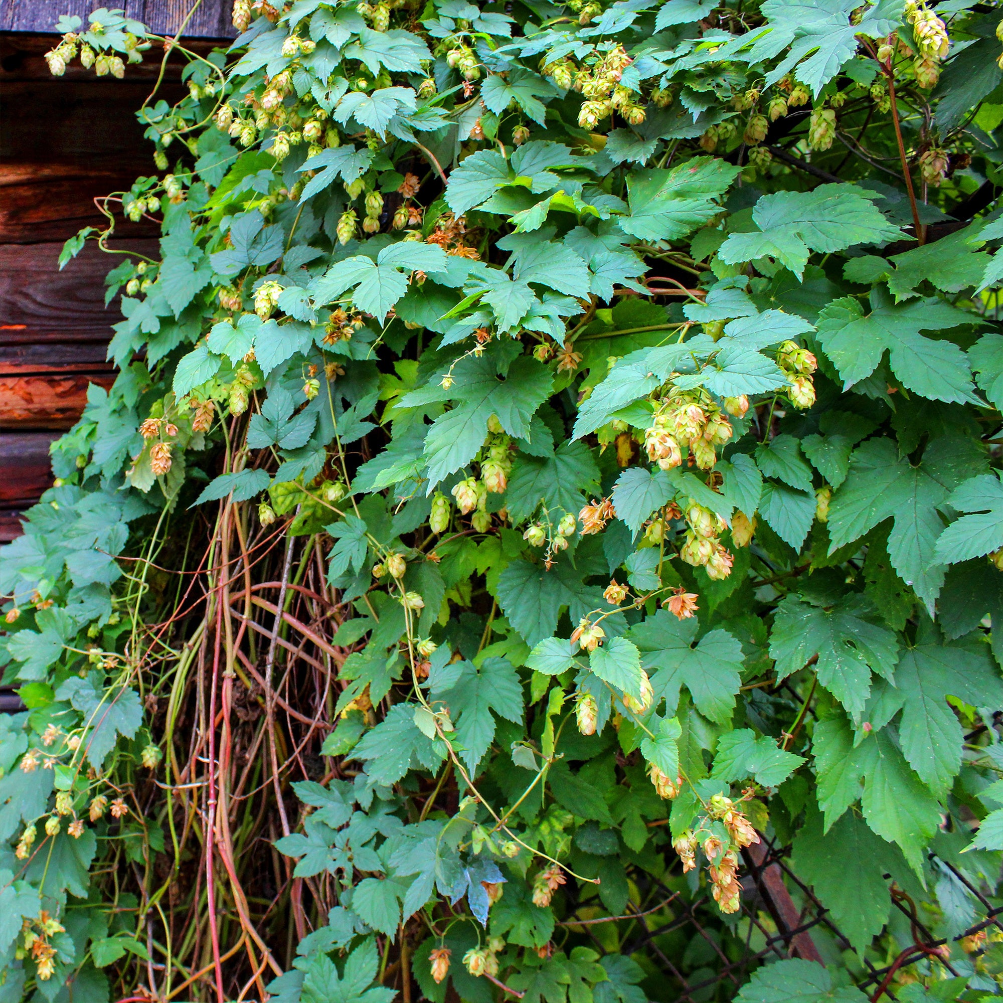 Bakker Houblon Humulus plante grimpante pot 2L verte