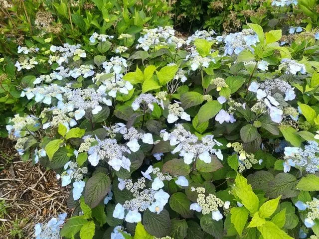Les Hortensias du Haut Bois Yesoensis hortensia serrata