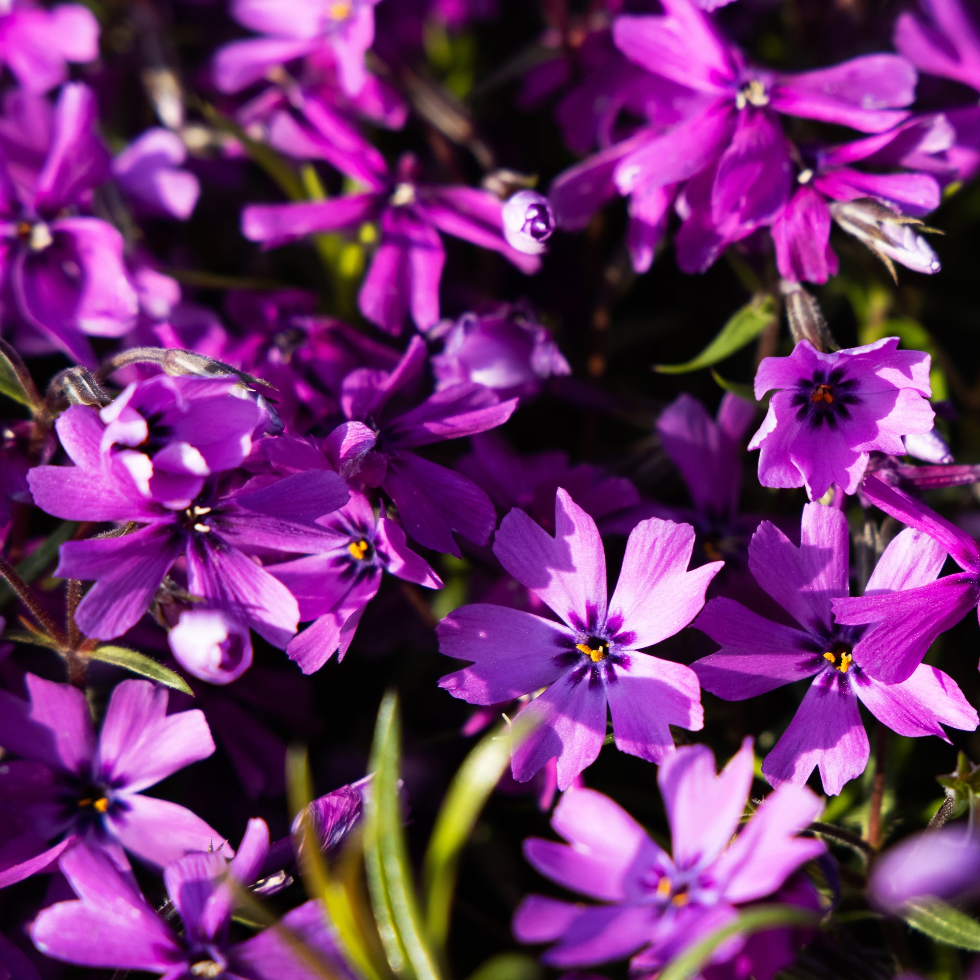 Bakker Phlox mousse Atropurpurea vivace pot Ø9 cm