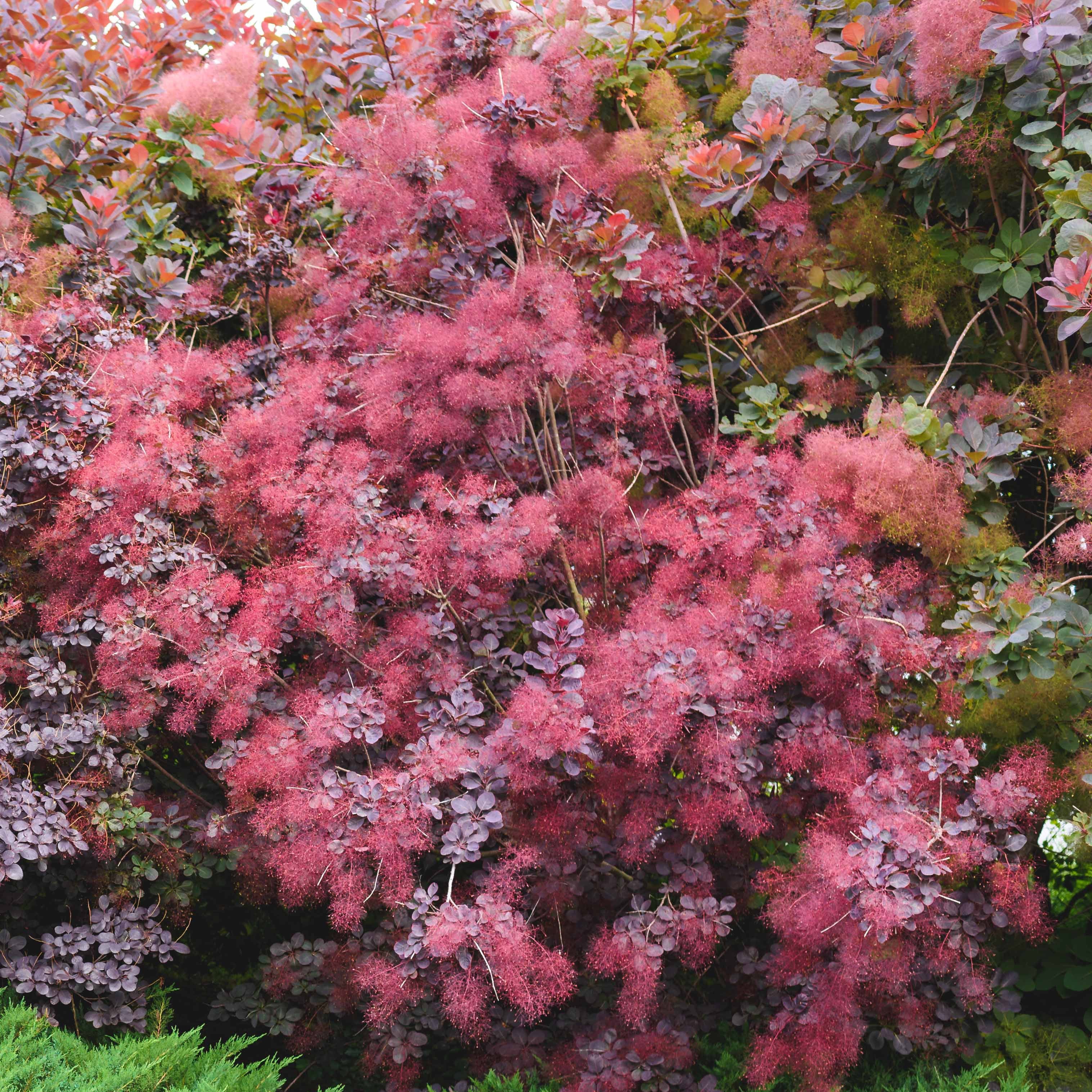 Bakker Arbre à perruque Royal Purple pot 2L pourpre
