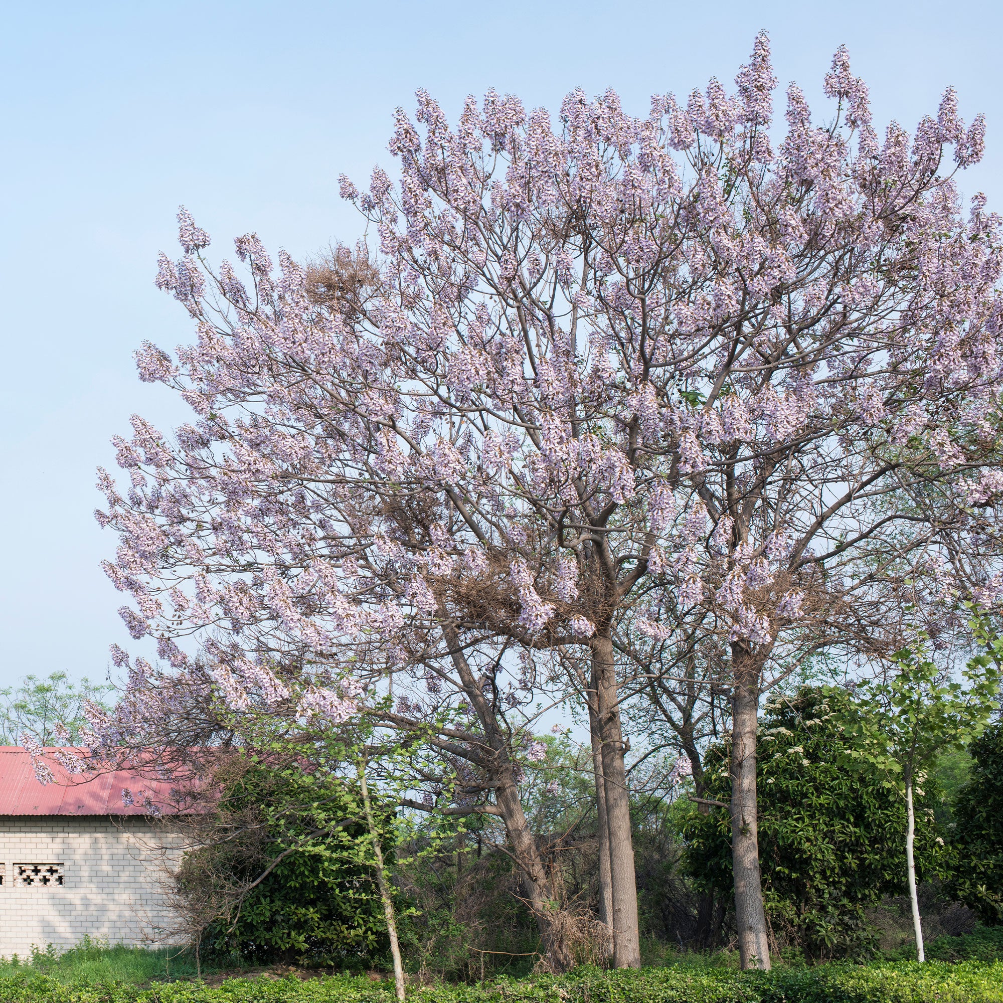 Bakker Paulownia Arbre impérial pot 2L violet